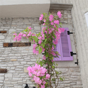 Maecenas in risus ut turpis.